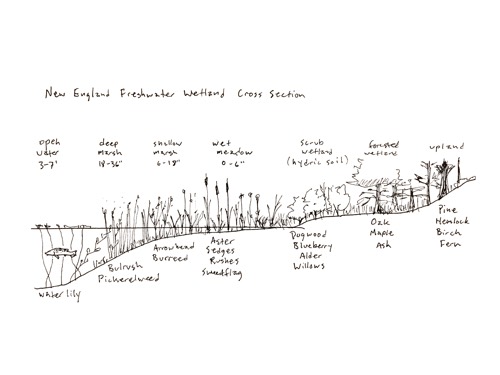 New England freshwater wetland cross-section