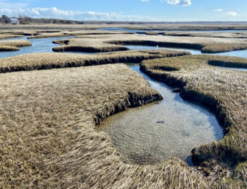 Salt marsh, Cape Cod
